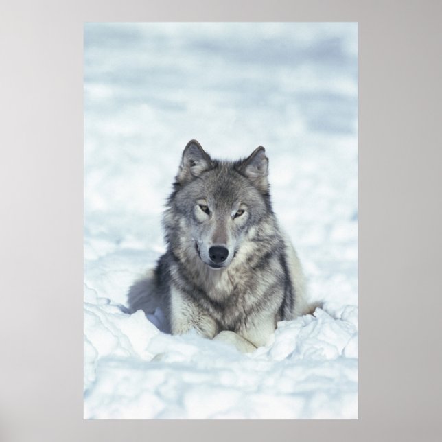 Affiches Loup (Devant)