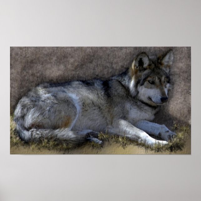Affiches Loup (Devant)