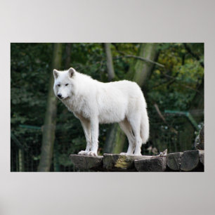 Affiches Loup blanc sauvage