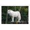 Loup blanc sauvage