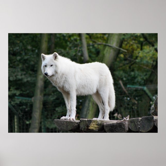 Affiches Loup blanc sauvage (Devant)