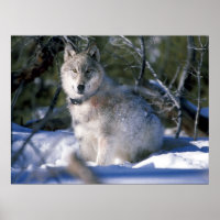 Loup de bois nord-américain en neige