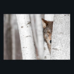 Affiches Loup gris (Canis lupus) derrière l'arbre<br><div class="desc">Loup gris (Canis lupus) derrière l'arbre - animal captif</div>