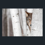 Affiches Loup gris (Canis lupus) derrière l'arbre<br><div class="desc">Loup gris (Canis lupus) derrière l'arbre - animal captif</div>