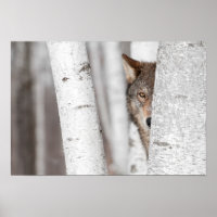 Loup gris (Canis lupus) derrière l'arbre
