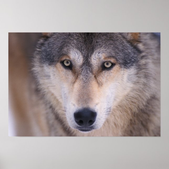 Affiches loup gris, Canis lupus, gros plan dans les yeux (Devant)