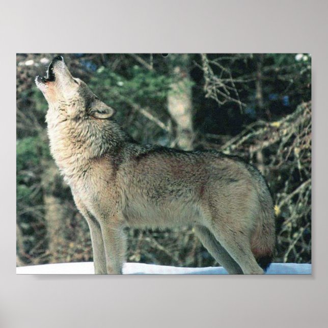 Affiches Loup gris hurle (Devant)