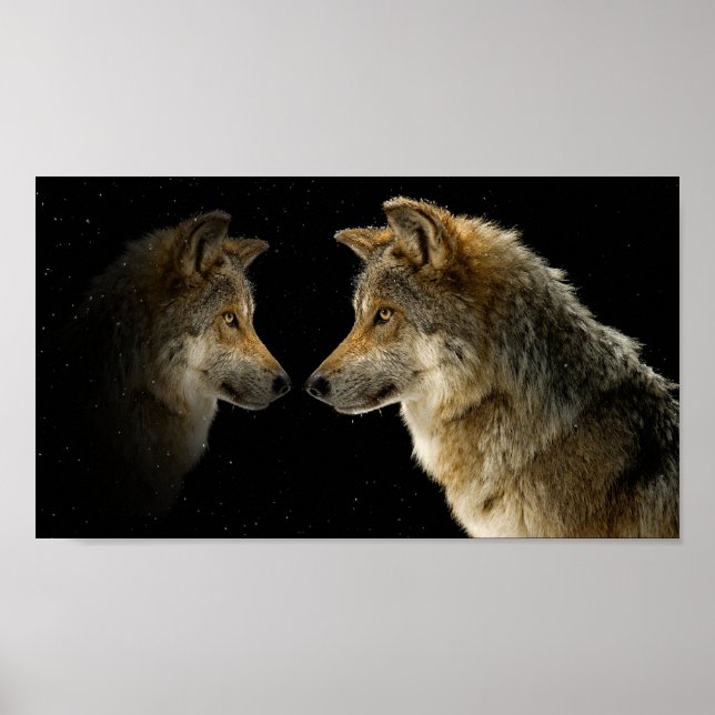 Affiches Loups (Devant)