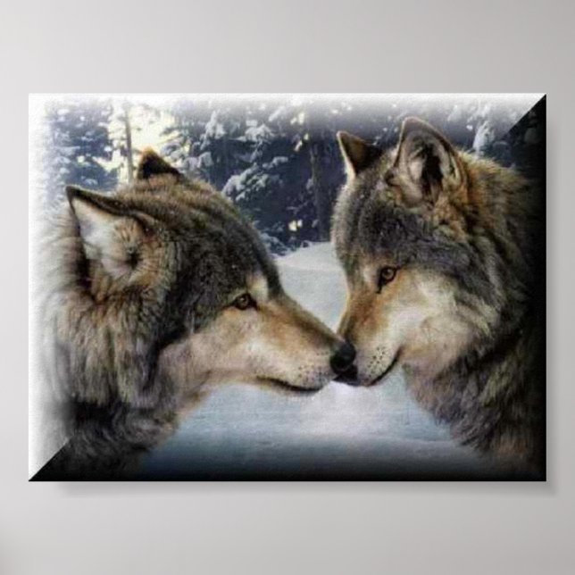 Affiches Loups (Devant)