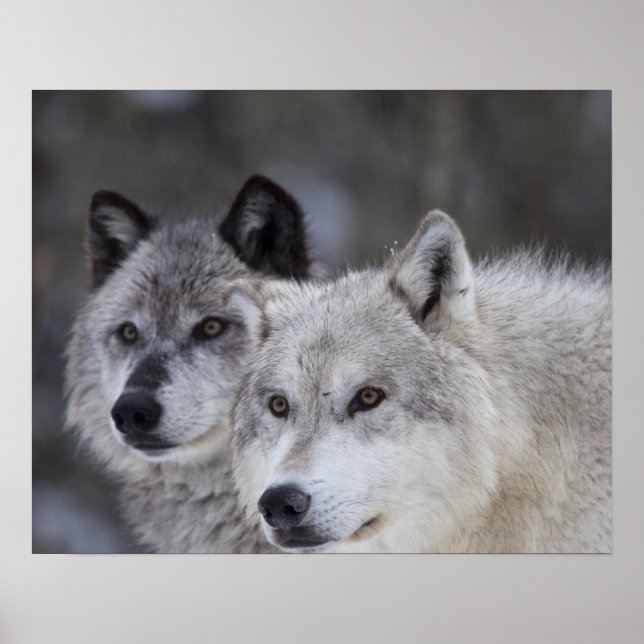 Affiches Loups (Canus lupus) | West Yellowstone (Devant)