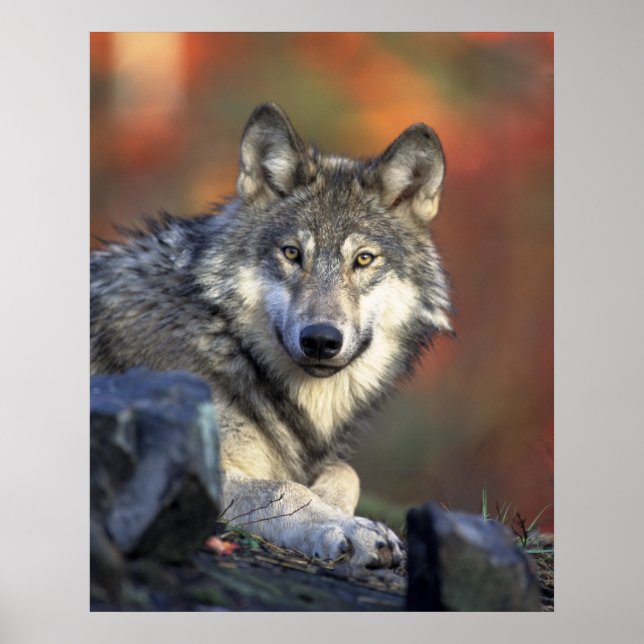 Affiches Loups Gris Loup Canis_lupus (Devant)
