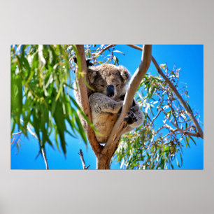 Affiches L'Ours de Koala