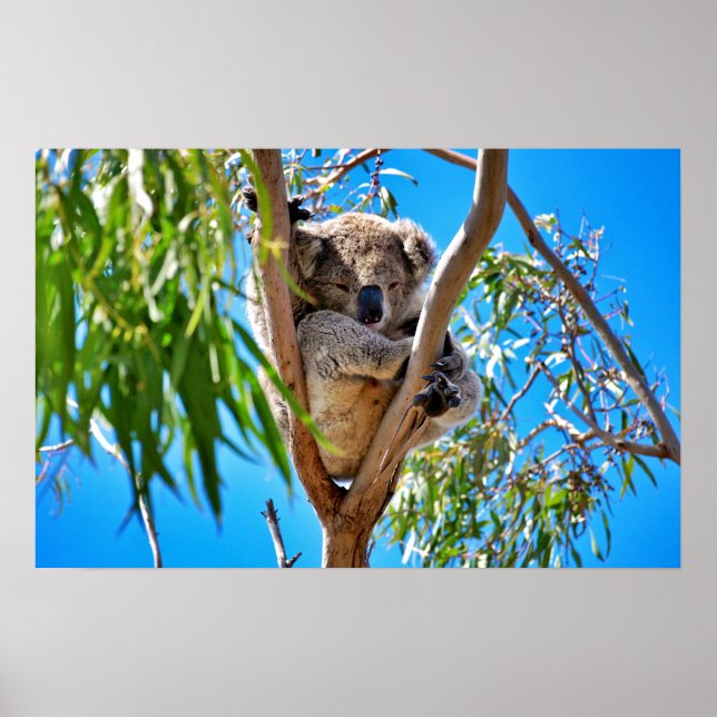 Affiches L'ours de Koala (Devant)