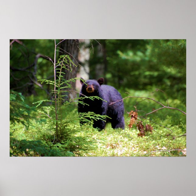 Affiches L'ours noir "Scène" (Devant)