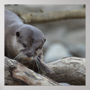 Affiches Loutre adorable
