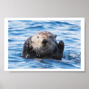 Affiches Loutre de mer