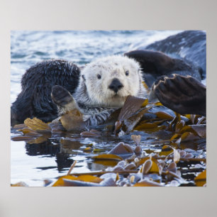 Affiches Loutre de mer enveloppée de kelp
