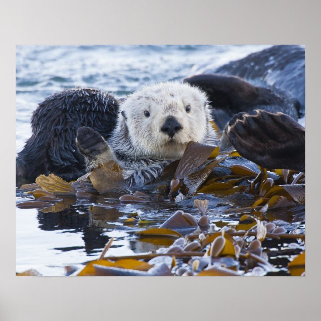 Affiches Loutre de mer enveloppée de kelp (Devant)