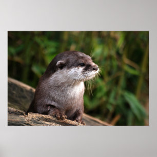 Affiches Loutre gris mignonne