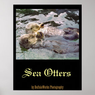 Affiches Loutres de mer se tenant la main