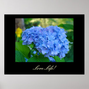 Affiches Love Life! art imprime Blue Hydrangea Floral art