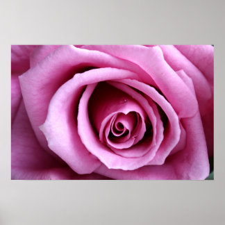 Affiches Lovely in lilac