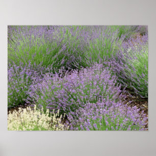 Affiches Lovely Lavender