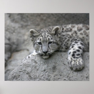 Posters Affiches Leopard Neige Zazzle Fr