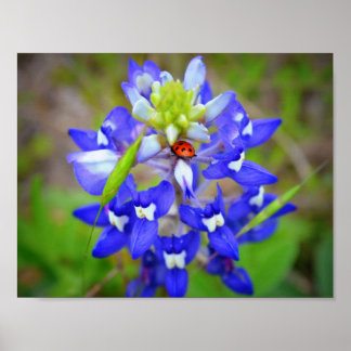 Affiches Lucky Bluebonnet