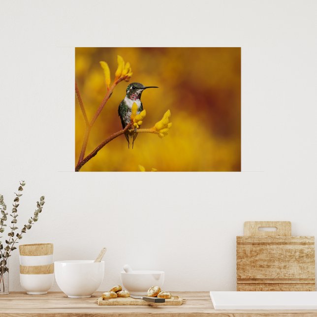 Affiches Lueur d'or (Cuisine)