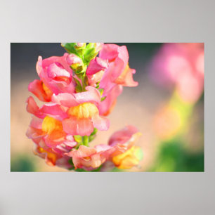 Affiches Lueur sur moi