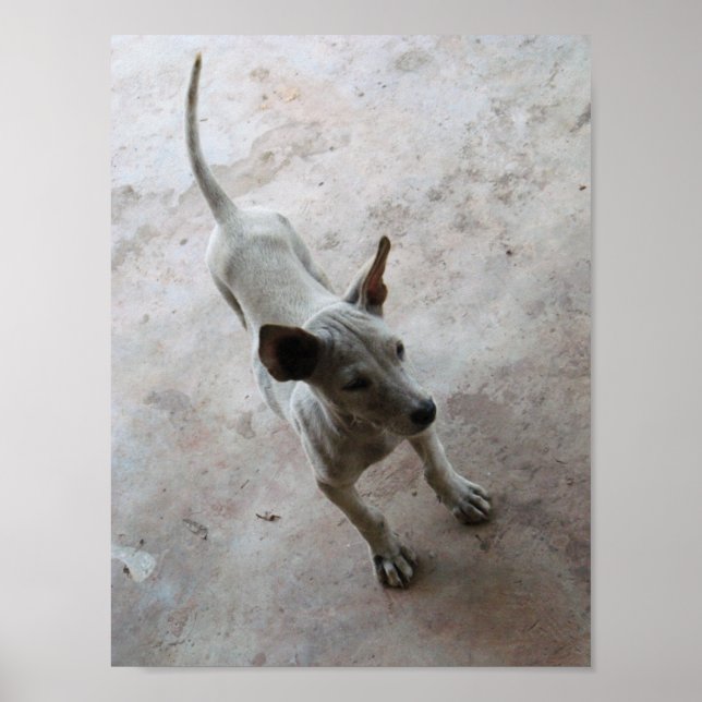 Affiches Luk Maa ... Chien chiot thaïlandais Soi (Devant)