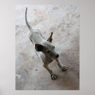 Affiches Luk Maa ... Chien Puppy Thai Soi