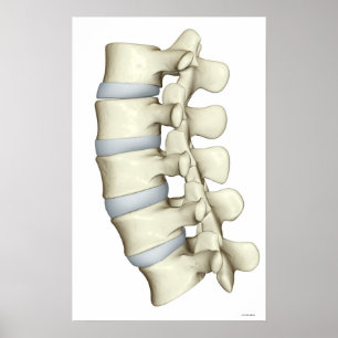 Affiches Lumbar Vertebrae 2
