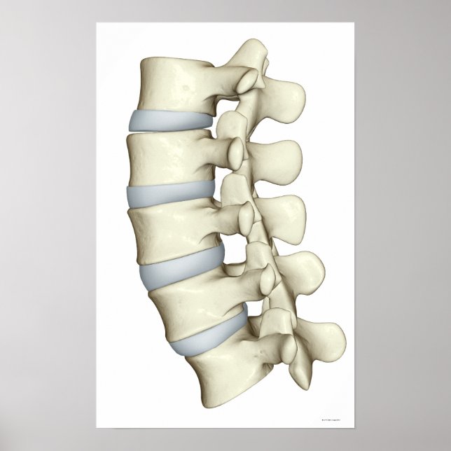 Affiches Lumbar Vertebrae 2 (Devant)