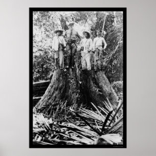 Affiches Lumberjacks en Mindoro, Philippines 1906
