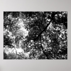 Affiches Lumière à travers les arbres