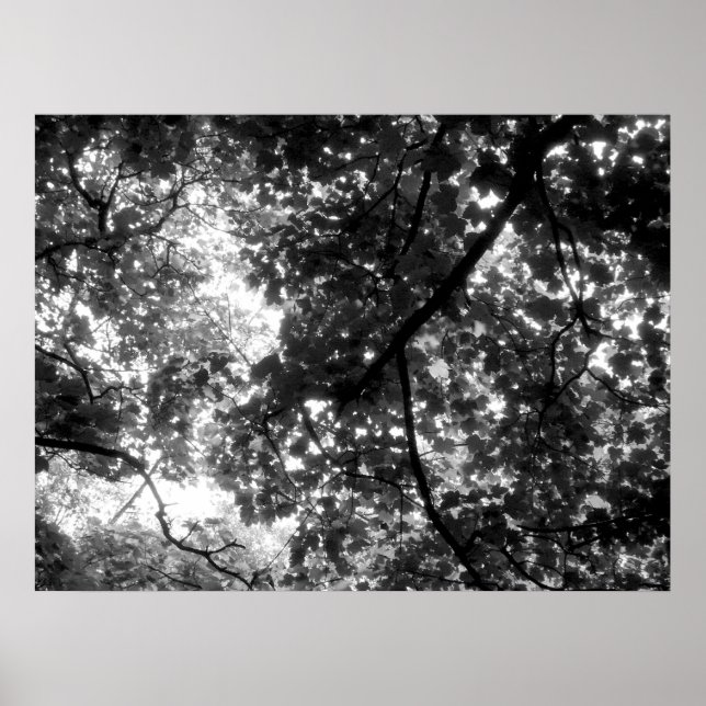 Affiches Lumière à travers les arbres (Devant)