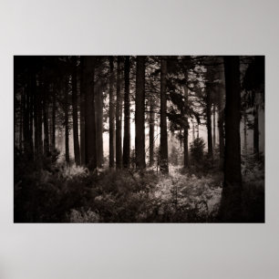 Affiches Lumière brillant par une forêt foncée