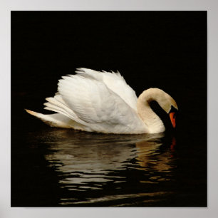 Affiches Lumière dans la copie foncée de cygne tellement