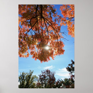 Affiches "Lumière d'automne "