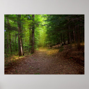 Affiches Lumière de forêt