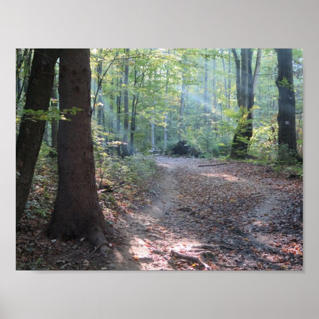 Affiches Lumière de la forêt de Bieszczady (Devant)