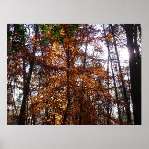 Affiches Lumière du soleil à travers un arbre en automne à