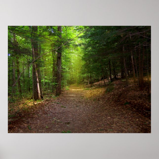 Affiches Lumière forestière (Devant)