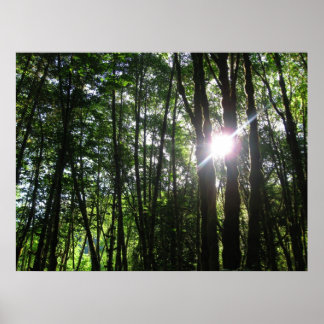Affiches Lumière verte..