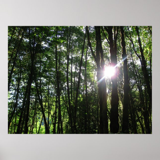 Affiches Lumière verte.. (Devant)