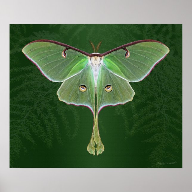 Affiches Luna Emerald Art Print -24x20 -other sizes also (Devant)