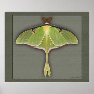 Affiches Luna Print -28x24 -autres tailles disponibles