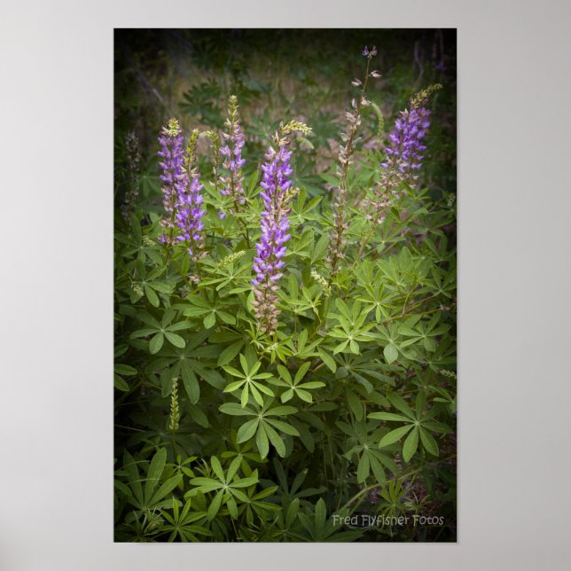 Affiches Lupine Vignette (Devant)